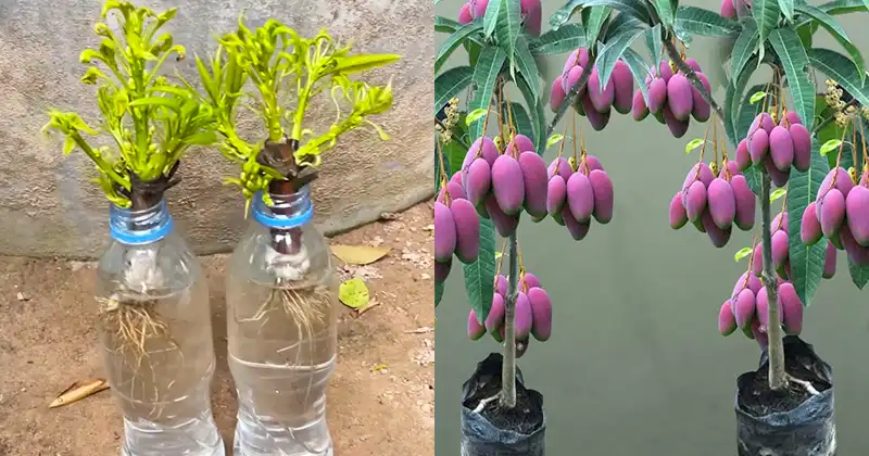 How to Easily Grow Mango Trees from Cuttings: A Simple Guide