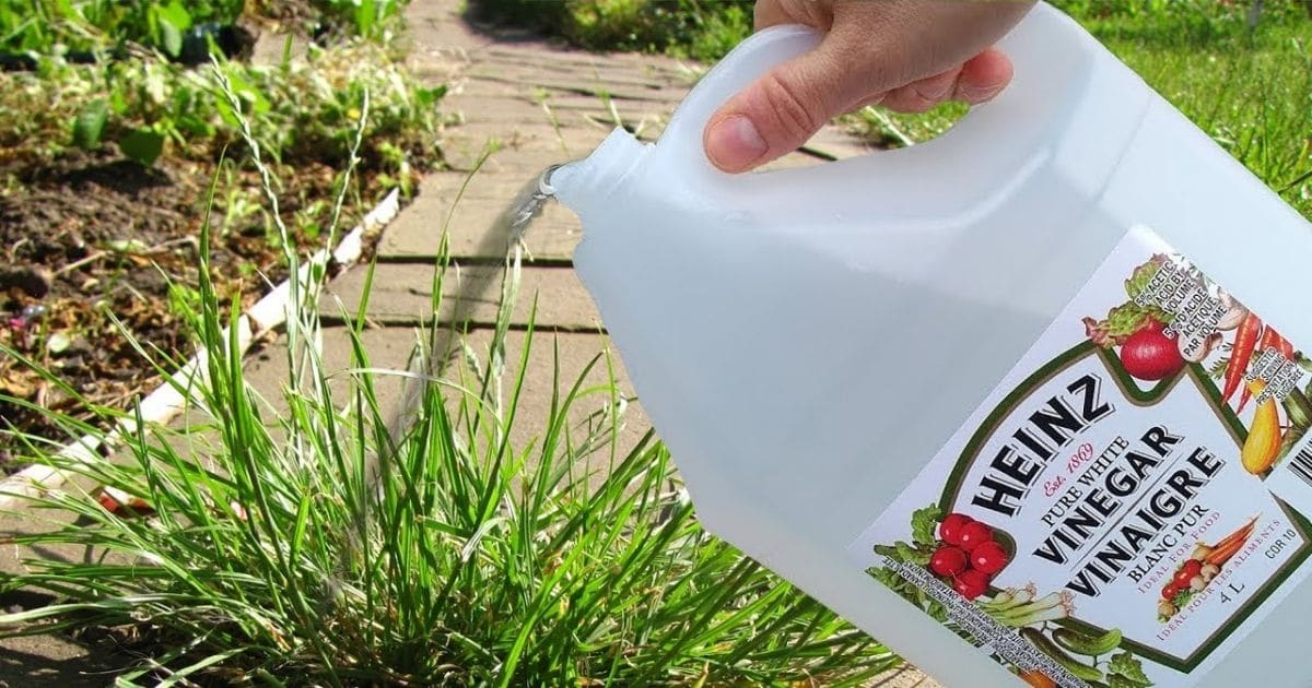 Discover the Power of Vinegar for Your Garden