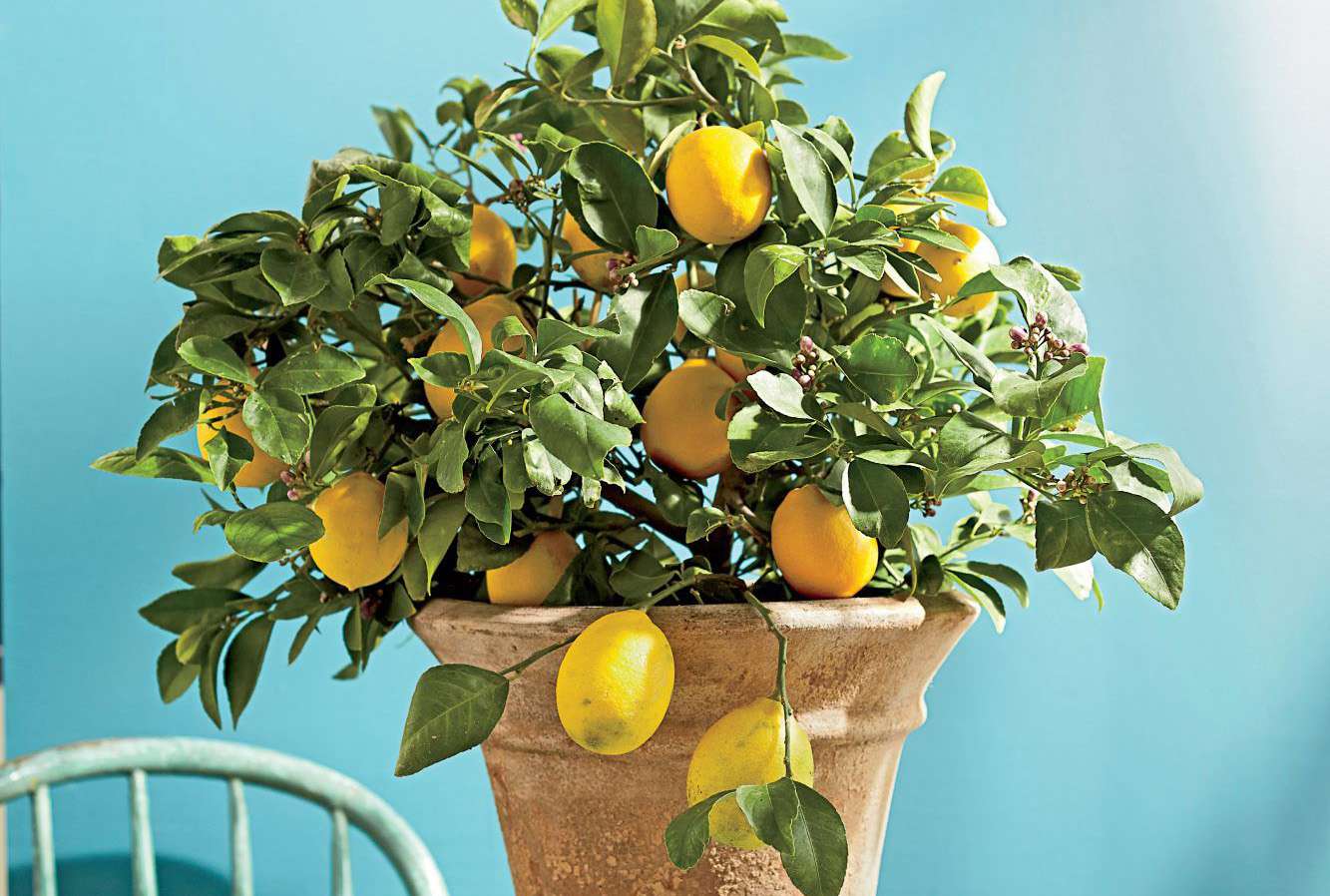 Pierce a Banana and Grow Your Own Lemon Tree