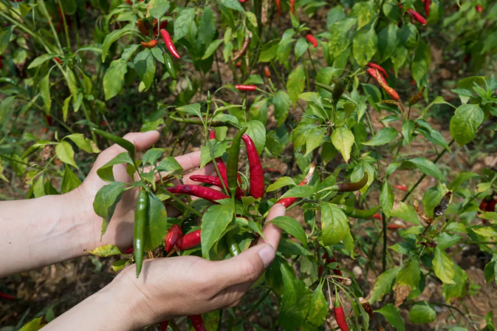 How to Grow Peppers at Home: Boost Your Harvest with These Simple Tips