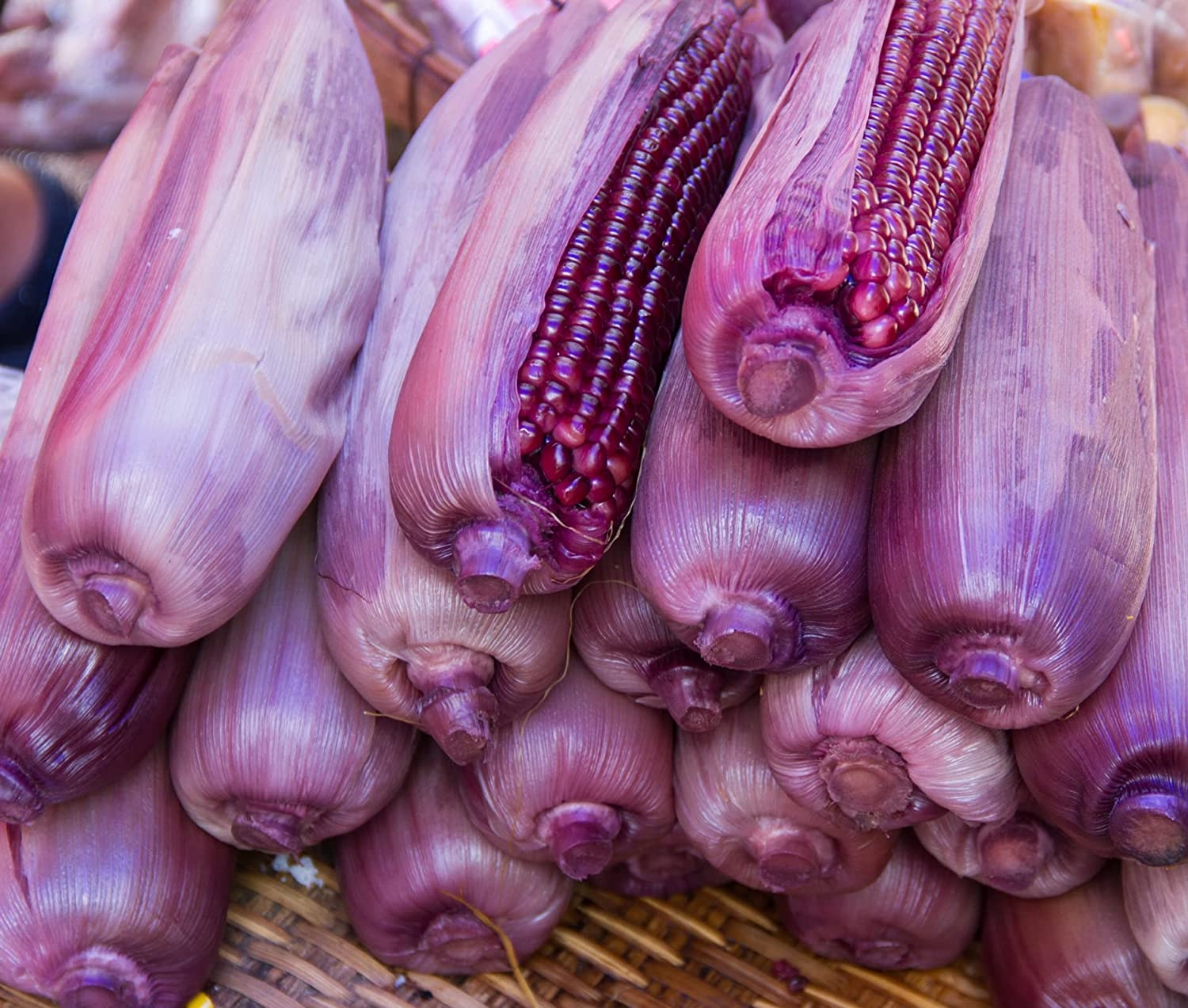 Growing Vibrant Purple Corn in Recycled Buckets