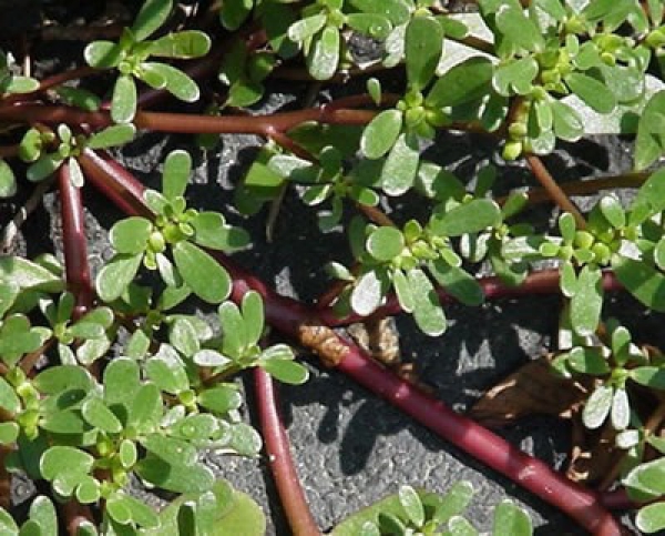 Discover the Wonders of Purslane: The Nutritional Powerhouse