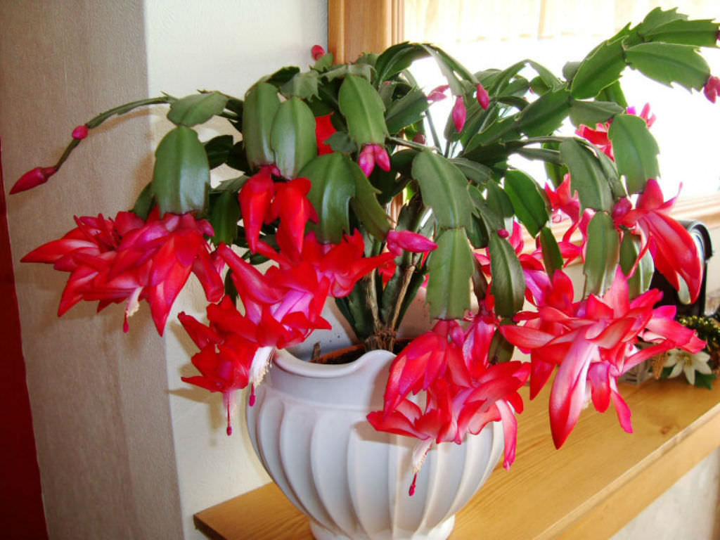 7 Reasons To Get a Christmas Cactus Instead Of a Christmas Tree