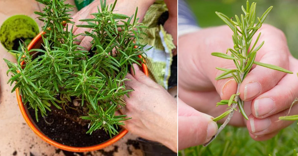 How to Grow Rosemary from Cuttings in Water and Transplant Them into Pots