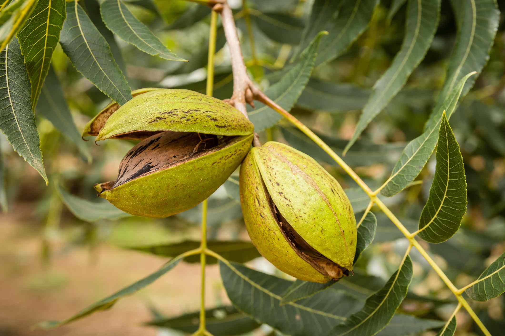 A Comprehensive Guide to Growing Delicious Pecan Nuts from Seeds