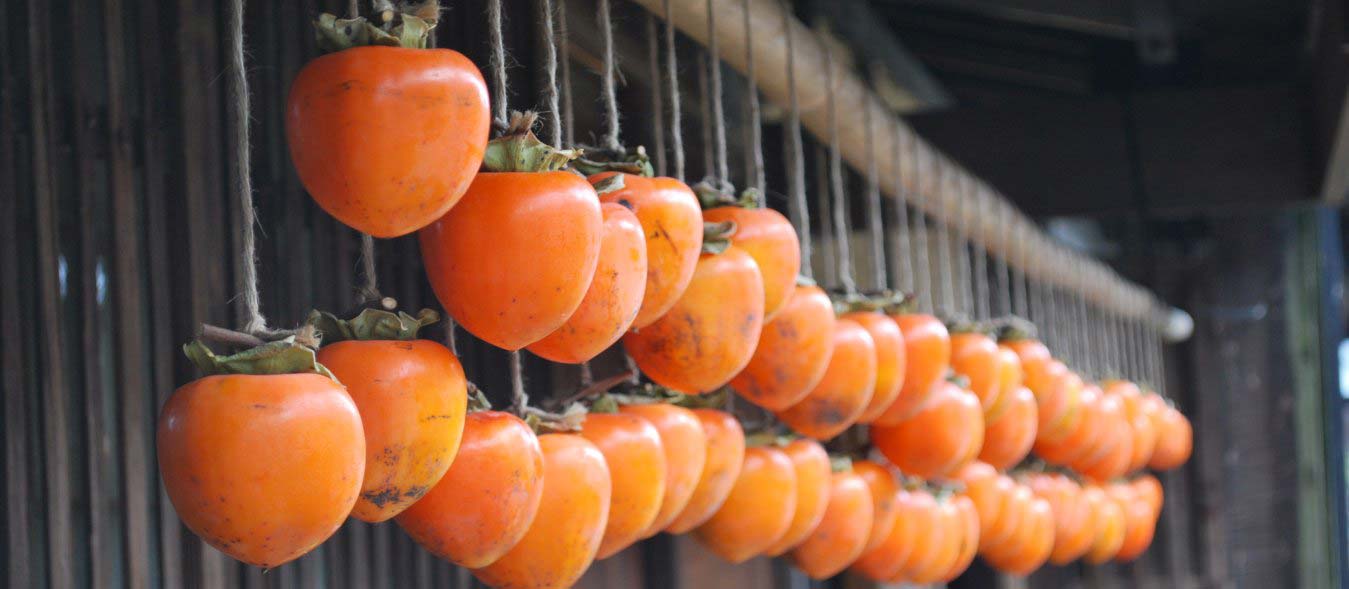 The Joy of Growing Persimmons from Seed: A Detailed Guide for Any Garden-Loving Senior