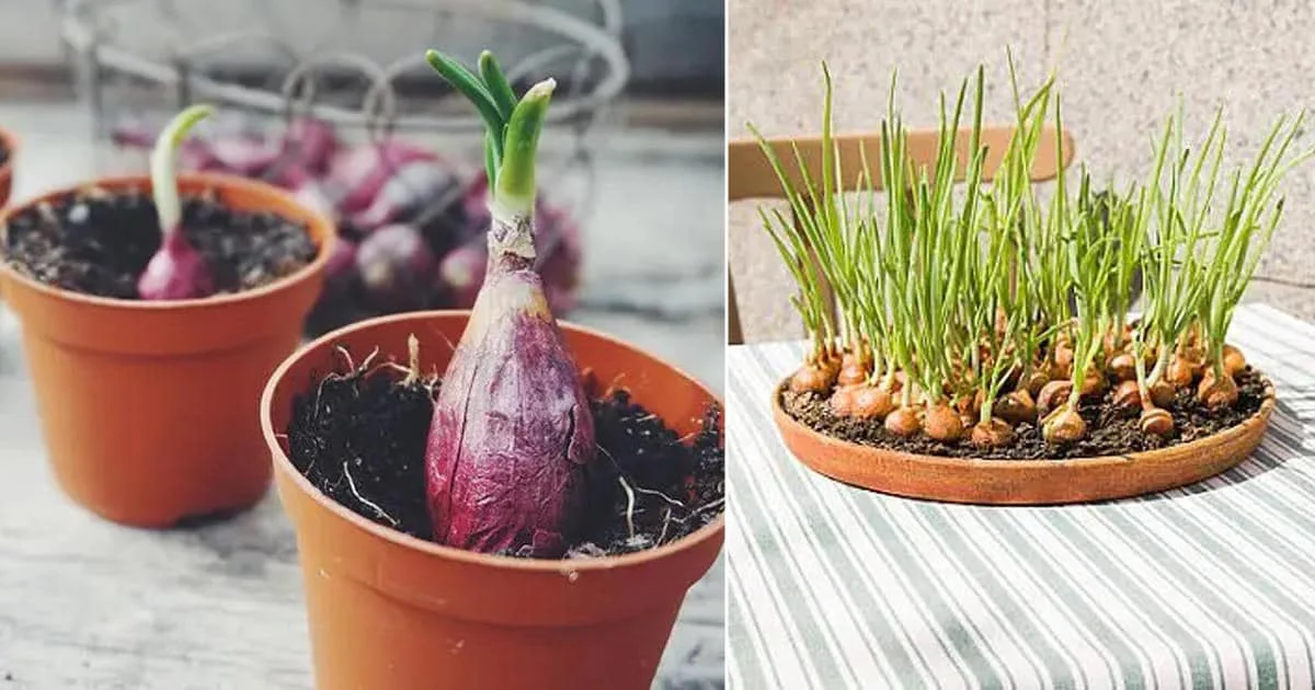 This water will make your plants bloom all year long – Gardening Tricks