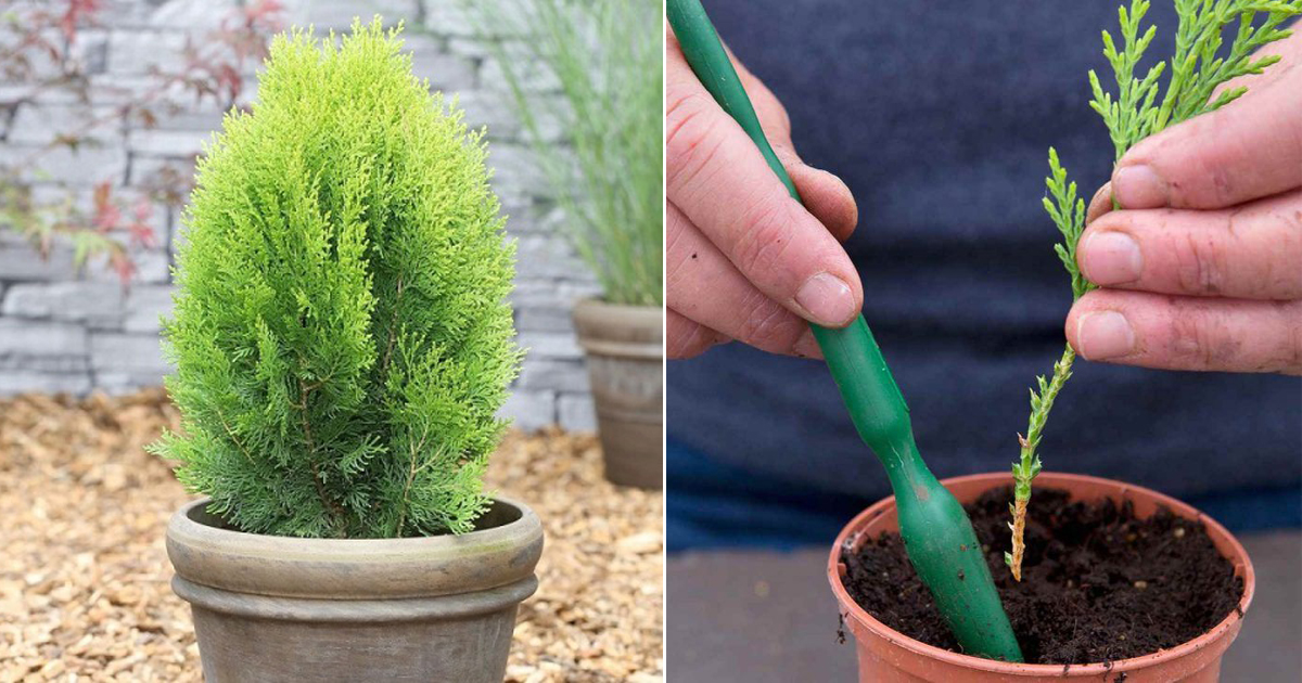 How to Easily Propagate Thuja Using Aloe Vera