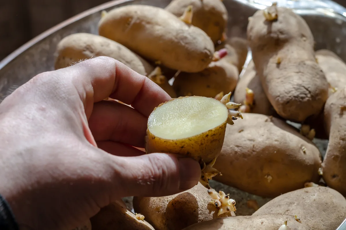 The Art of Cutting Potatoes Before Planting: Tips and Tricks for Optimizing Your Harvest