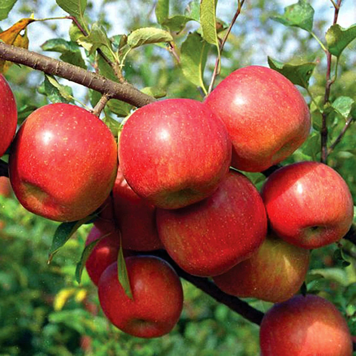 Growing Your Own Apple Tree: A Step-by-Step Guide for Year-Round Enjoyment