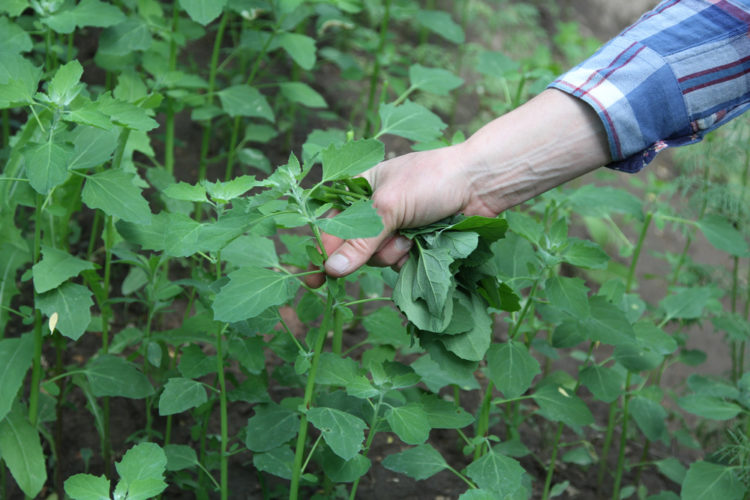 The Amazing Health Benefits of Lamb’s Quarters