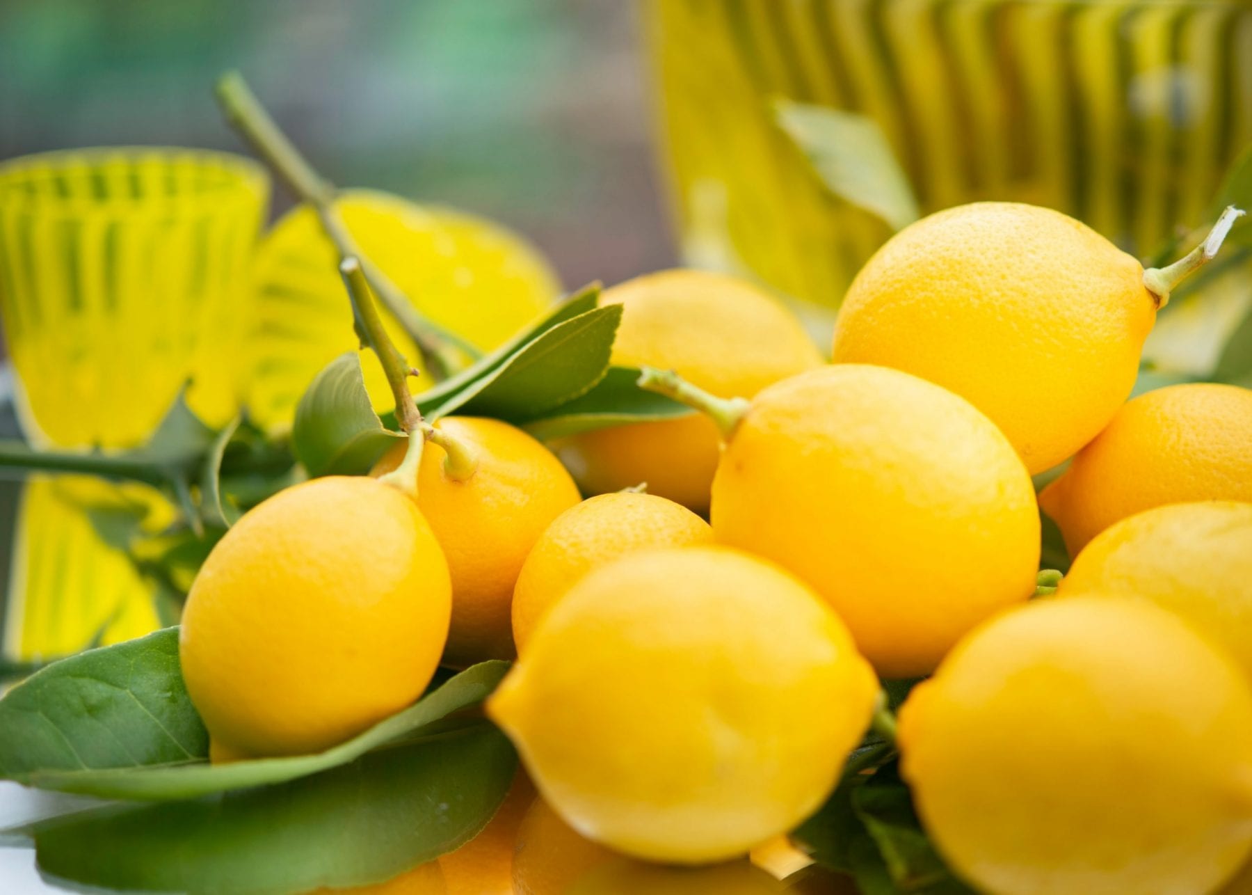 Boost Your Lemon Harvest with this Simple Natural Fertilizer