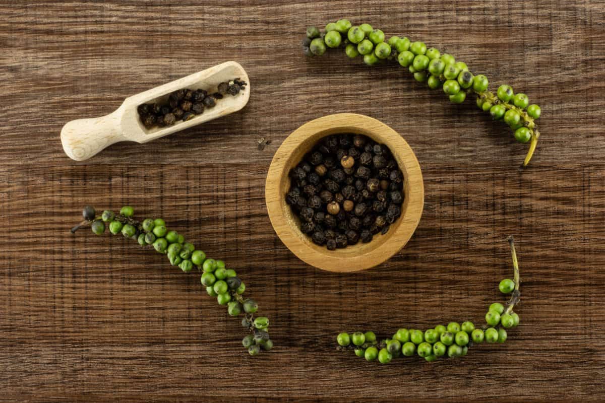 The Ultimate Guide to Growing and Caring for Potted Black Pepper