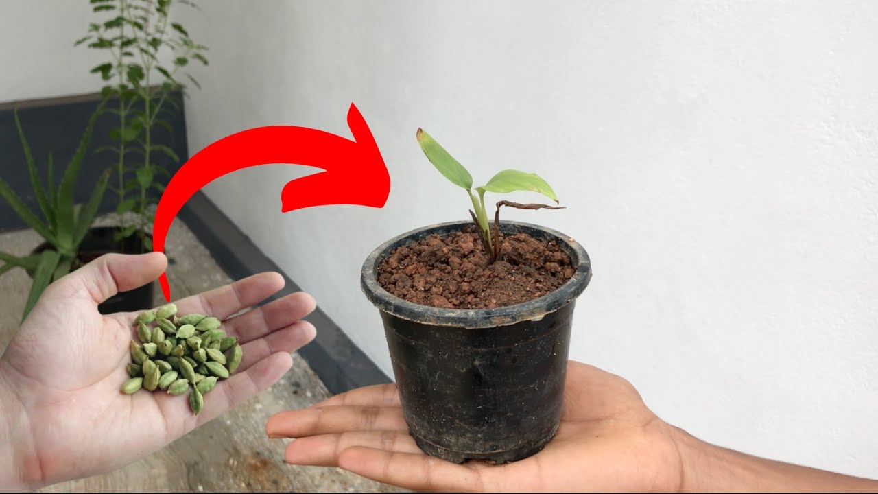 How to Grow Cardamom Plant from Seed and Care for Green Cardamom