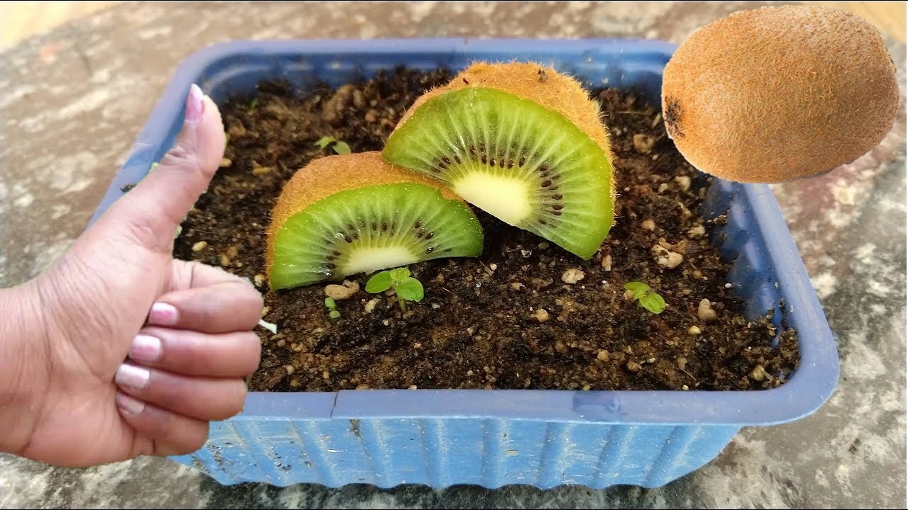 Growing Kiwi in a Pot Made Easy