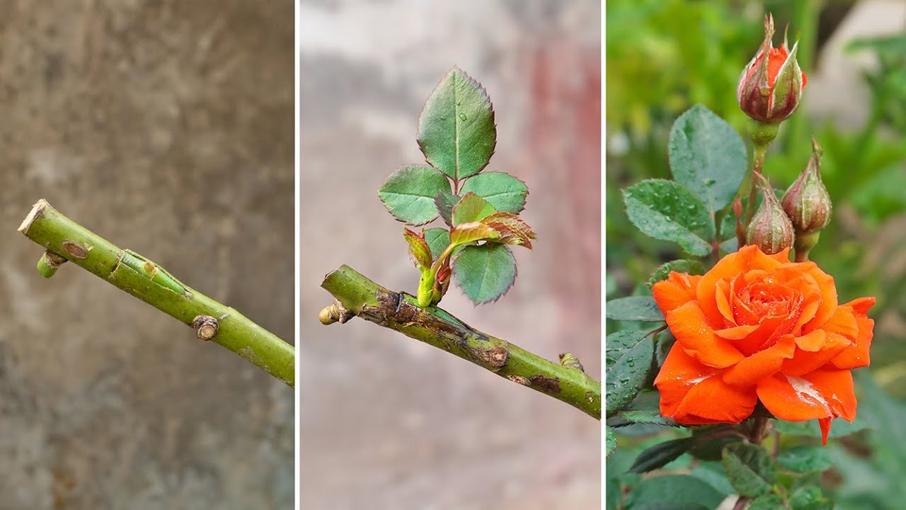 How to Graft a Rose into Another Variety: Unveiling the Secret