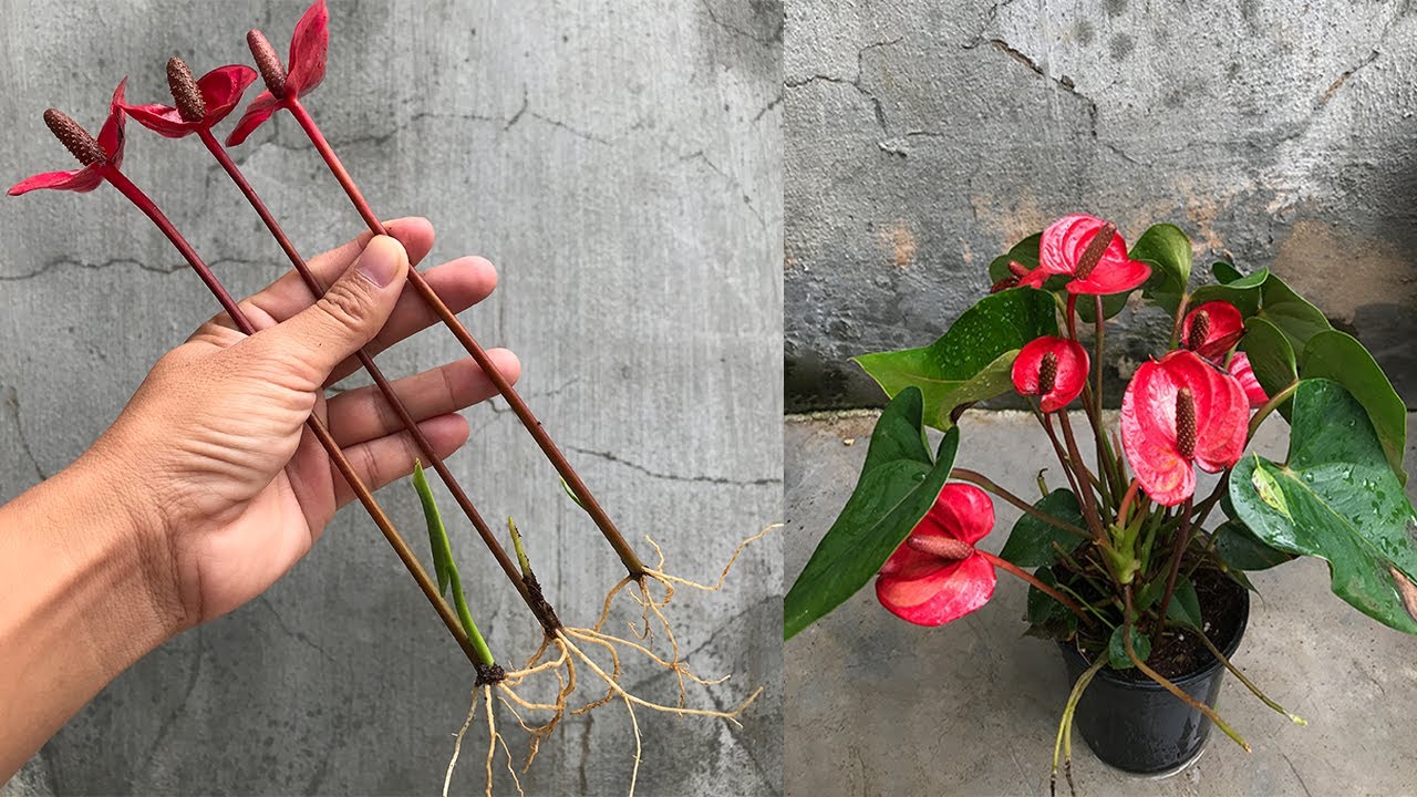 How to Make Your Anthurium Beautiful and Blooming