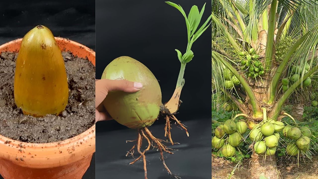 How to Grow and Plant a Coconut Tree at Home