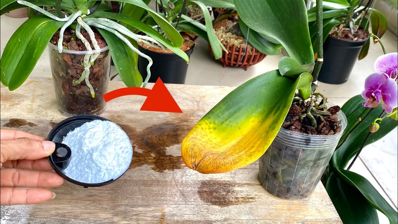 Bring Your Orchids Back to Life with this Simple Trick!