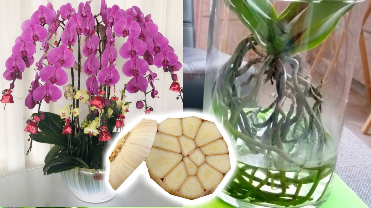 Orchids: The Secret to Stunning Flowers