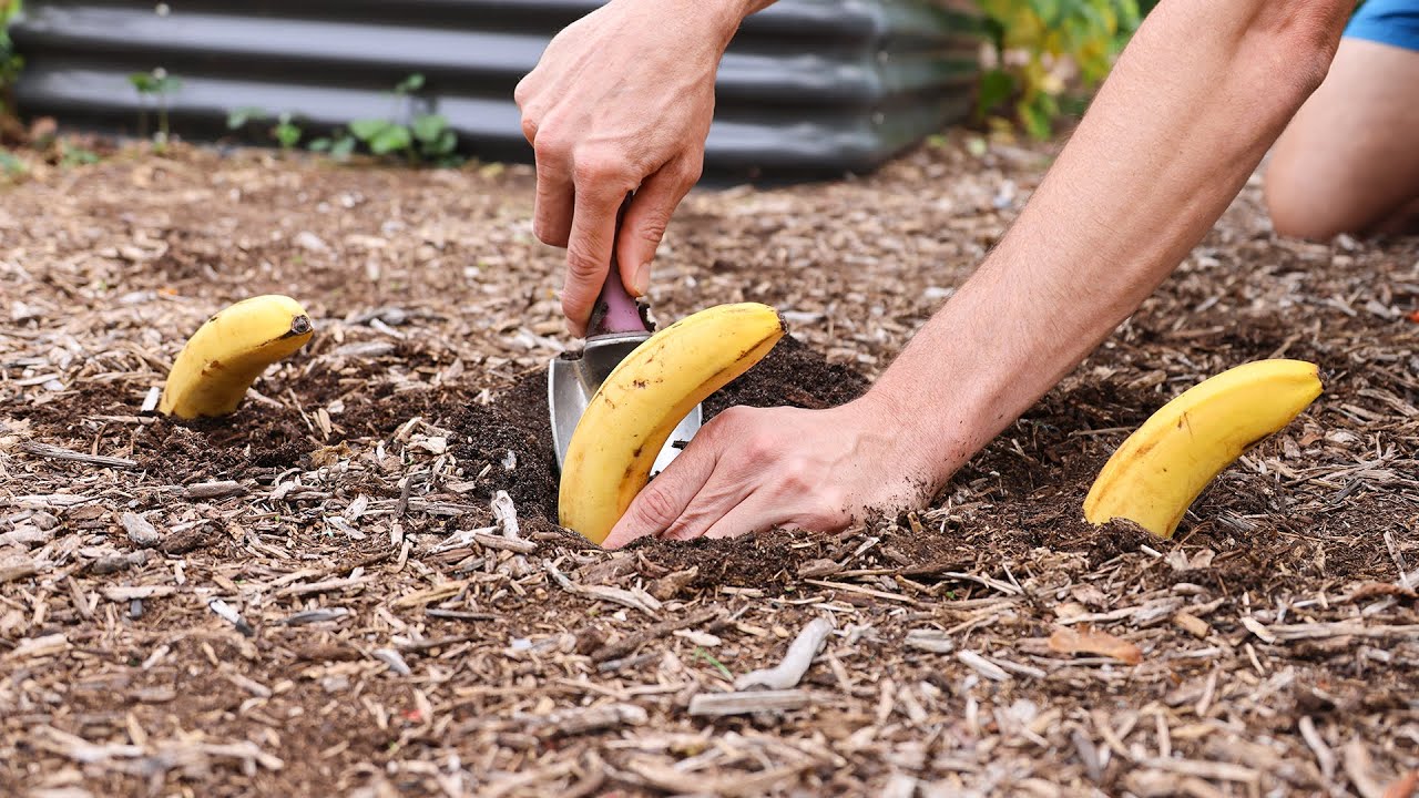 The Magic of Burying a Banana in the Ground