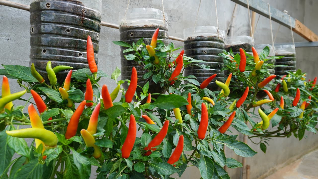 Growing Peppers in Hanging Plastic Bags: A Space-Saving Gardening Solution