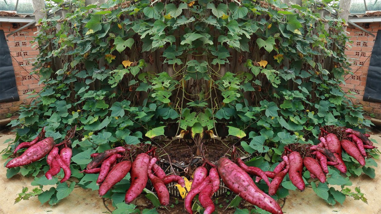 A Beginner’s Guide to Growing Sweet Potatoes in Soil Bags