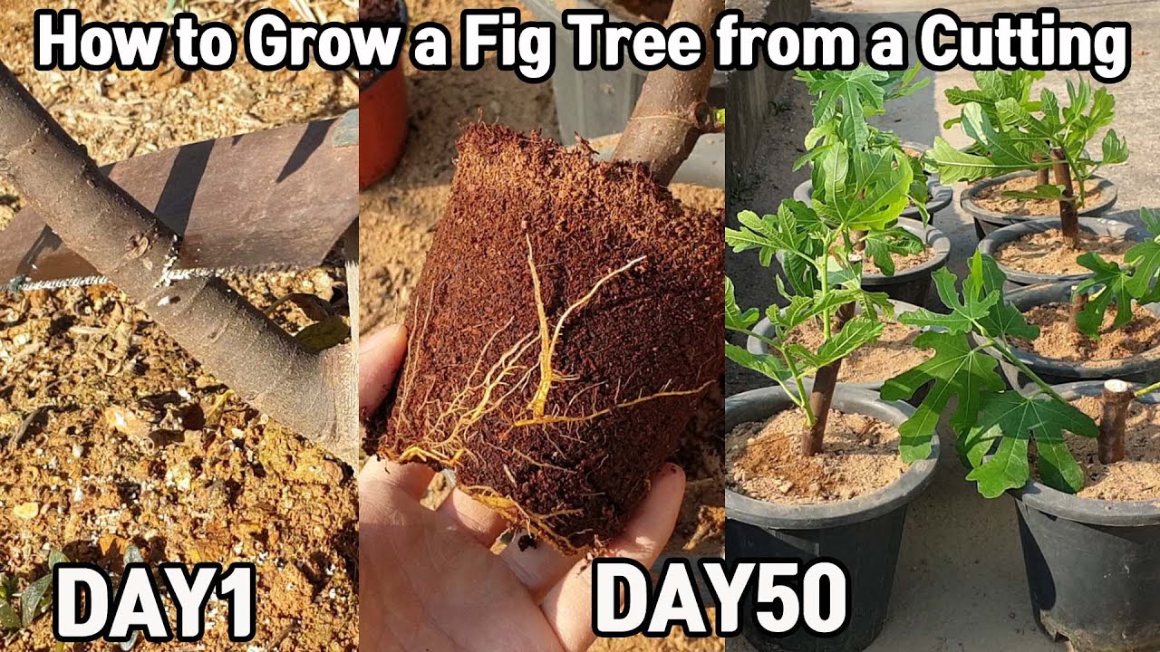 Growing Fig Trees from Cuttings: An Easy and Unique Method