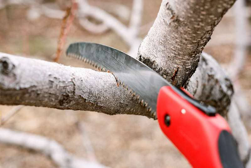 Top 7 Tree Pruning Mistakes to Avoid for Healthy Growth