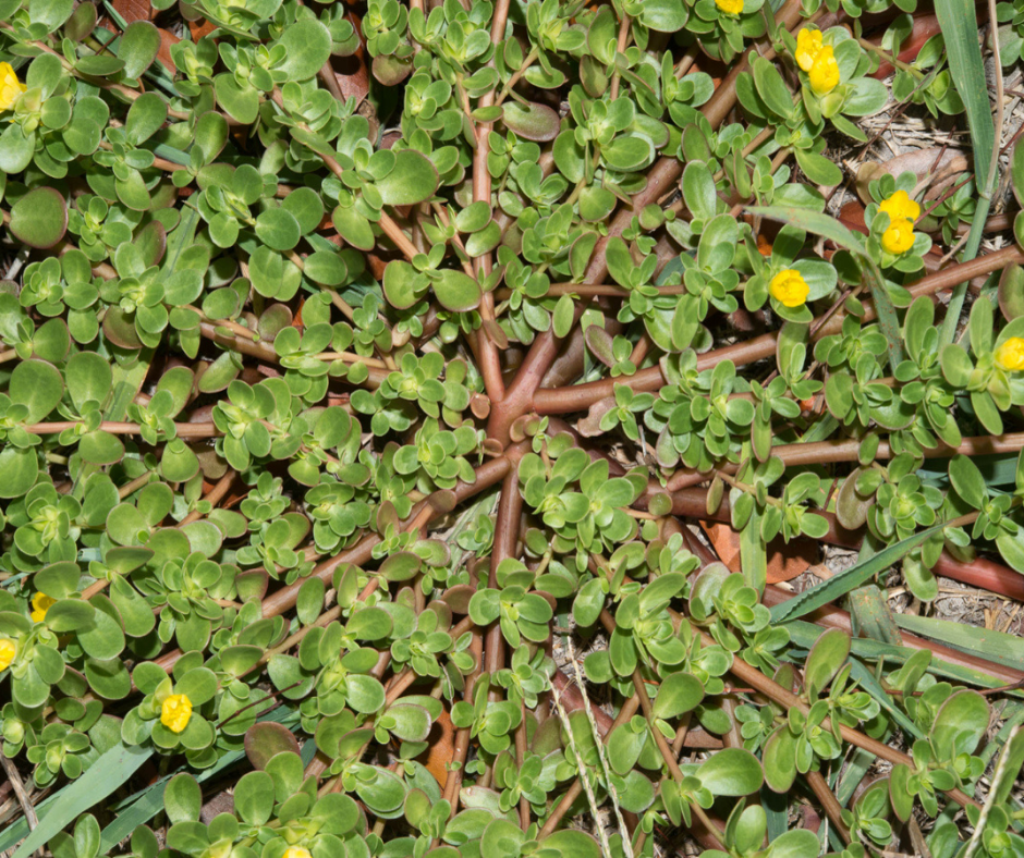 The Power of Purslane: 7 Reasons to Love It