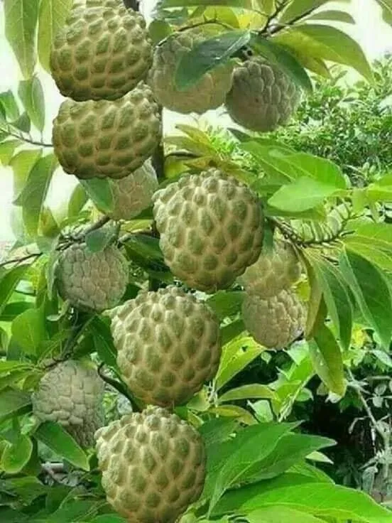 Growing a Healthy Sweetsop Tree with Natural Fertilizers