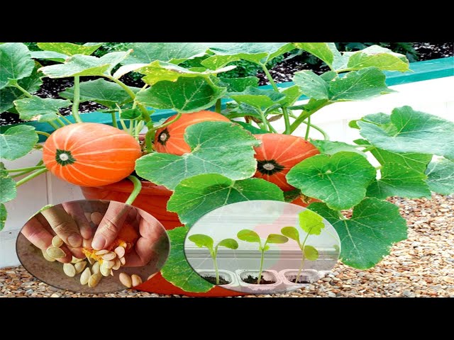 Growing Pumpkins in Containers: A Guide for Home Gardeners