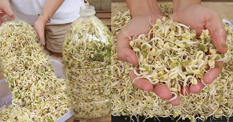 A Simple DIY Guide to Growing Plump, White Bean Sprouts at Home Using Plastic Bottles