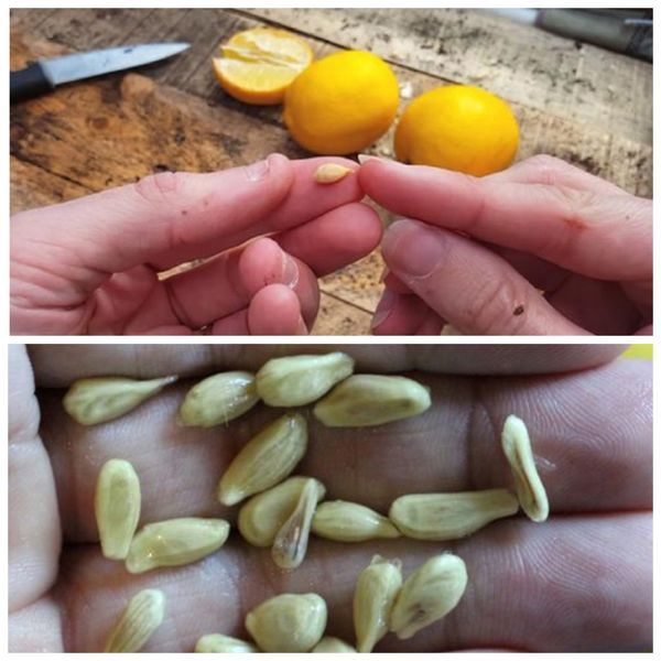 Unlocking the Hidden Potential of Lemon Seeds