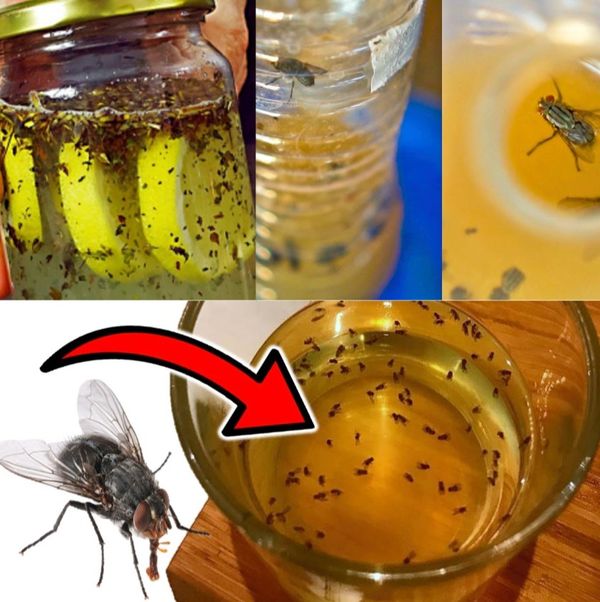 The Best Natural Way to Keep Flies and Mosquitoes Away