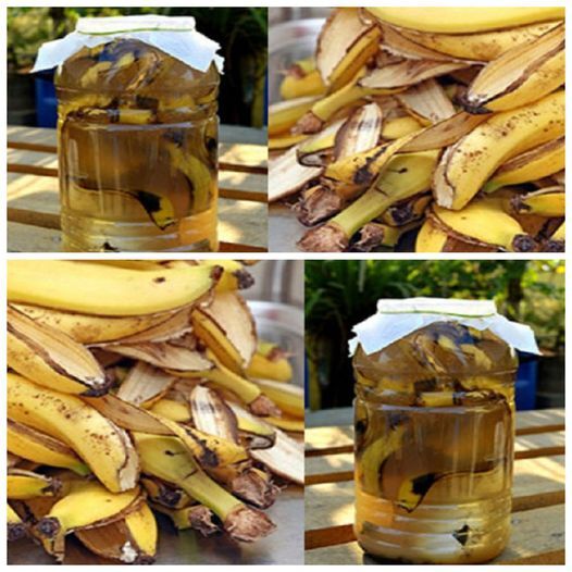 Discover the Amazing Potential of Banana Peels