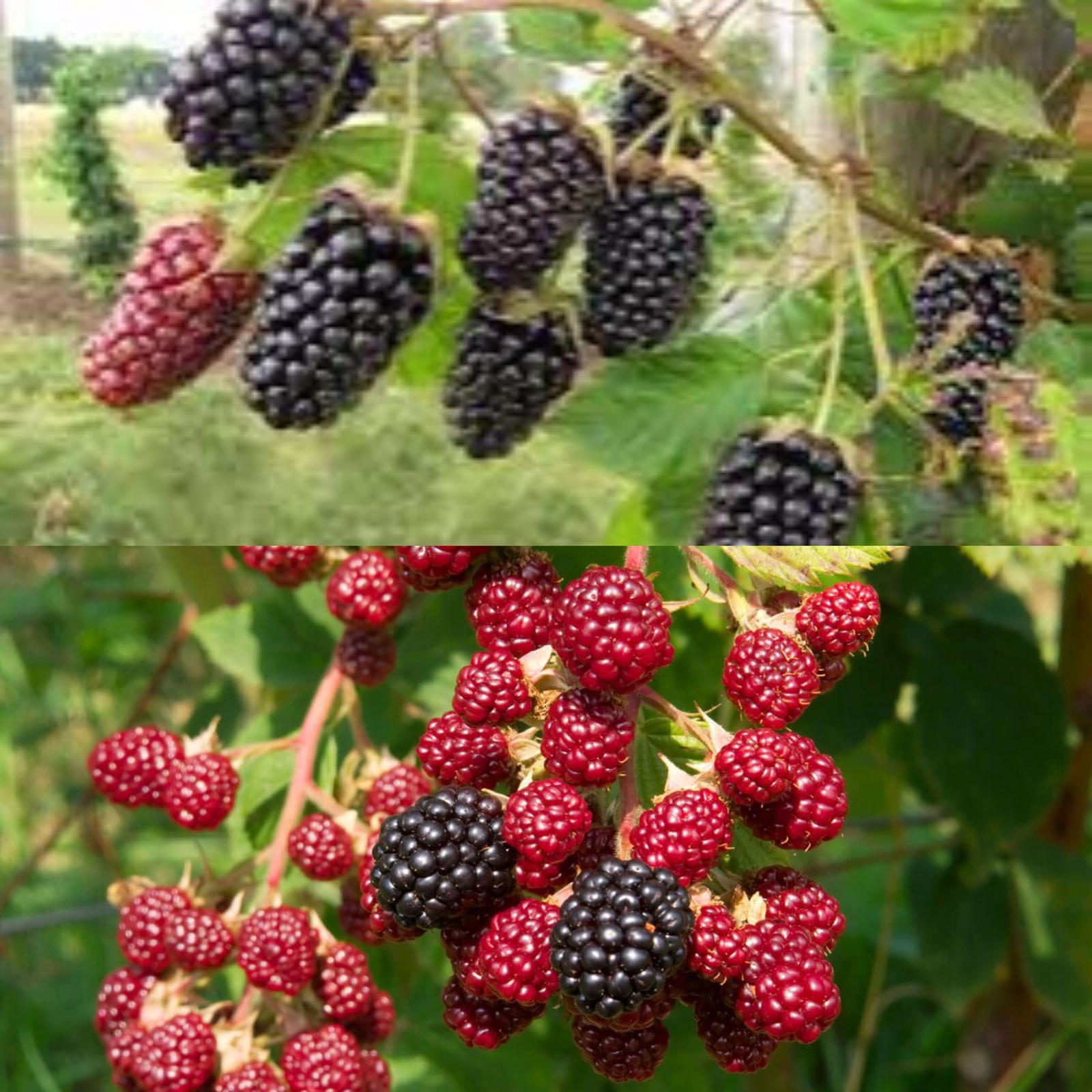 Blackberry and Honey Elixir: A Powerhouse of Health