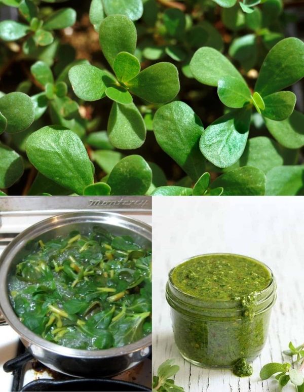 How to Enjoy the Delightful Purslane