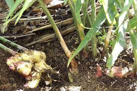 Grow Your Own Ginger in Containers for a Bountiful Harvest: A Step-by-Step Guide