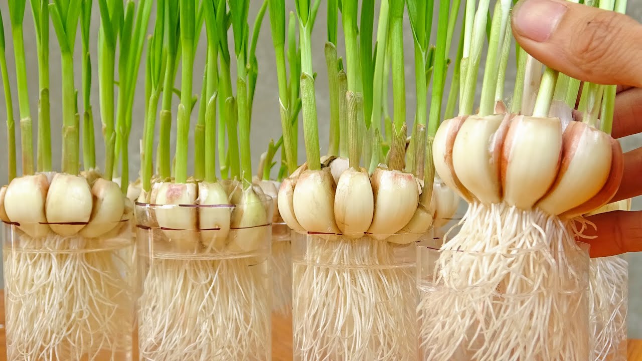 The Hidden Virtues of Sprouted Garlic: A Treasure Too Good to Toss