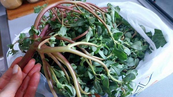 A Culinary Adventure: Discovering the Delightful Purslane