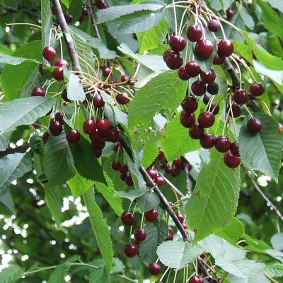 Cherish the Cherry Stalks: Unveiling Their Hidden Virtues