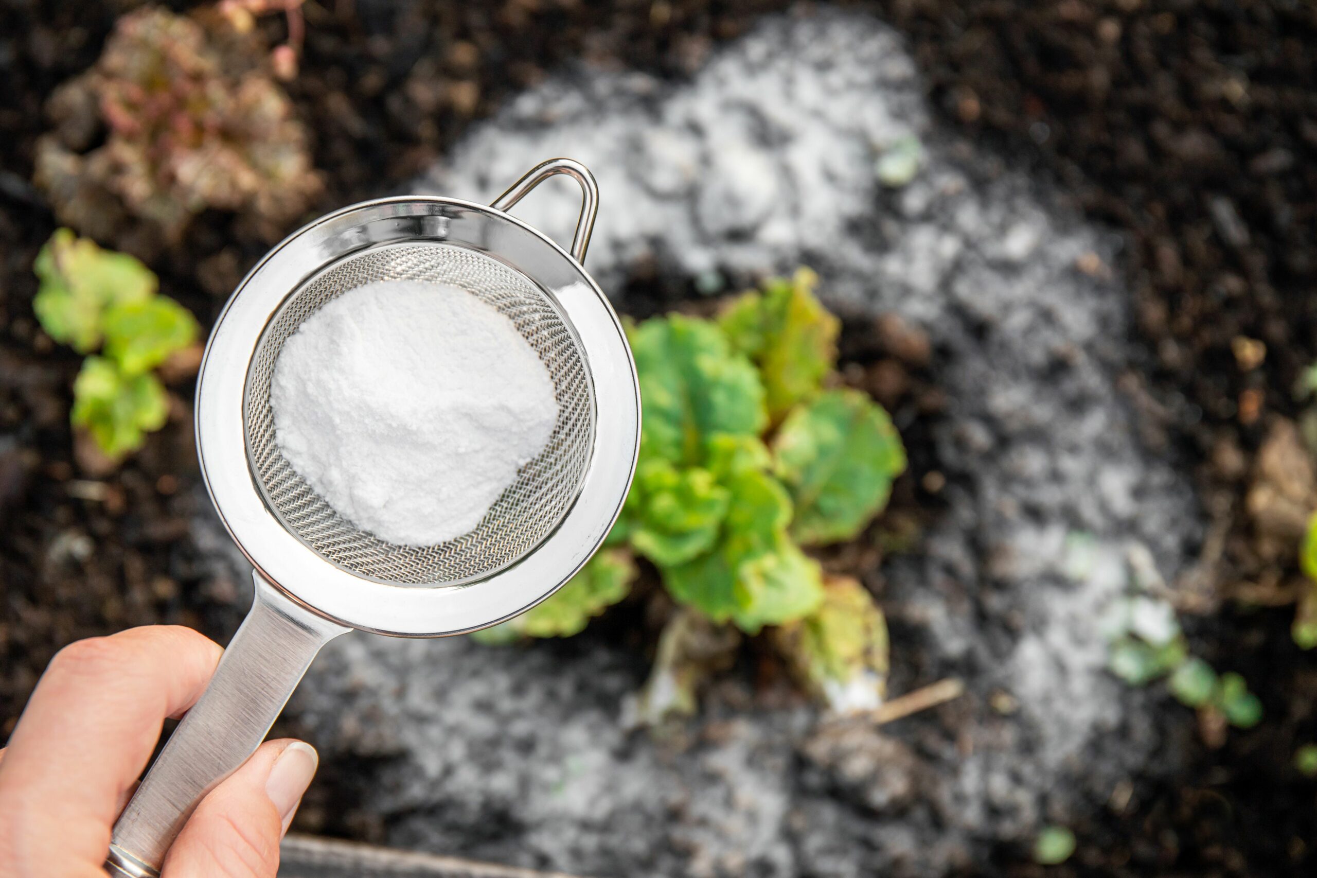 Exploring the Use of Baking Soda in the Garden: A Gentle Approach