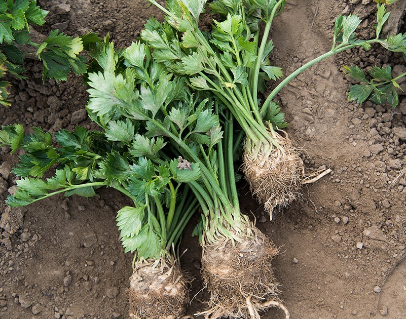 Homegrown Wonders: Celery and Parsley in Your Own Space