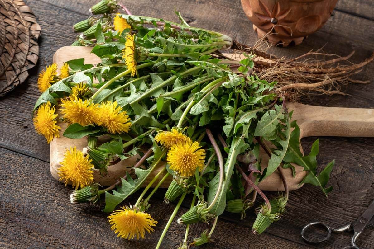 Golden Sunshine in a Jar: How to Make Homemade Dandelion Flower Honey