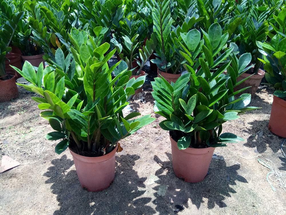 Uncovering the Hidden Treasure: The Zamioculcas Plant