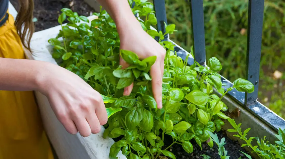 Enjoy Infinite Basil: Preserving Freshness All Year Round at Home