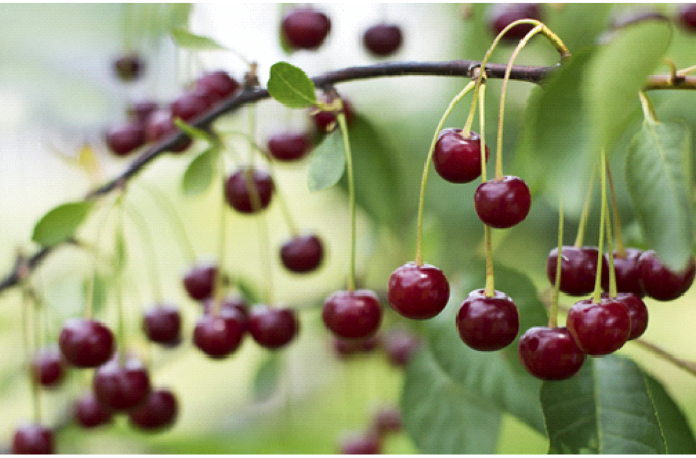 Discover the Hidden Powers of Cherry Stalks: A Simple, Soothing Tea