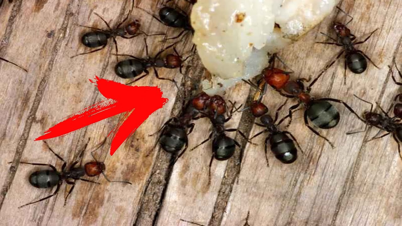 A Natural Triumph: Banishing Ants from Your Home for Good