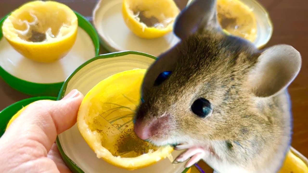 Keep Rodents at Bay: Outsmarting Mice and Rats with Lemon